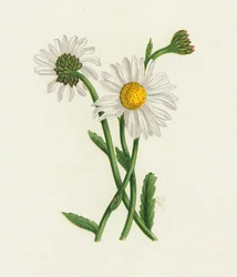 Weiße Margerite, Chrysanthemum Leucanthemum
